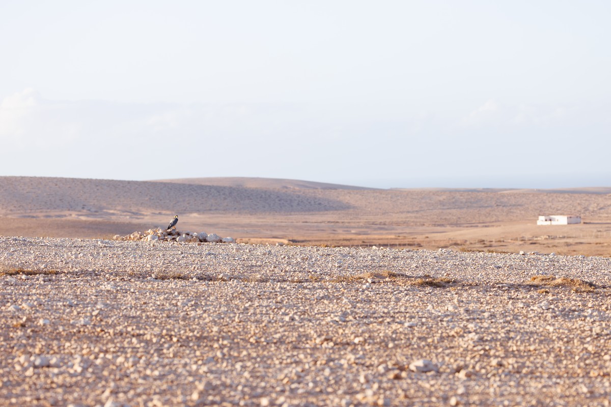 ハヤブサ（pelegrinoides） - ML645451321