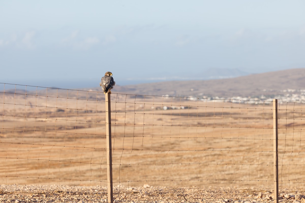 ハヤブサ（pelegrinoides） - ML645451322