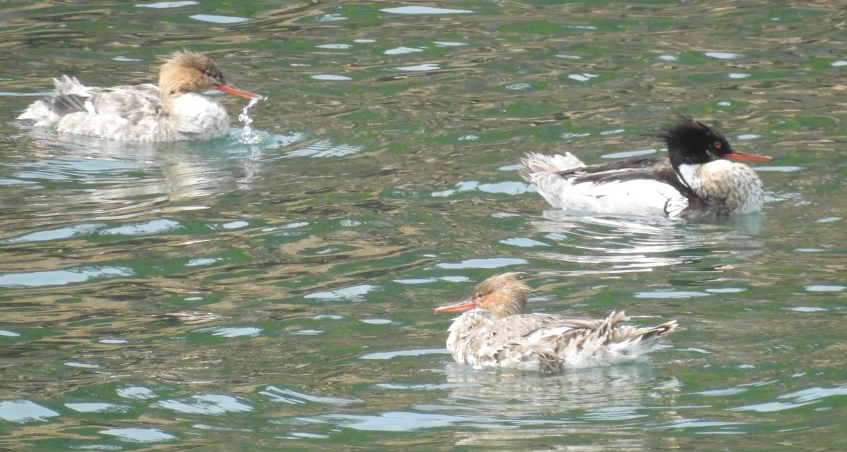 ウミアイサ - ML645451328