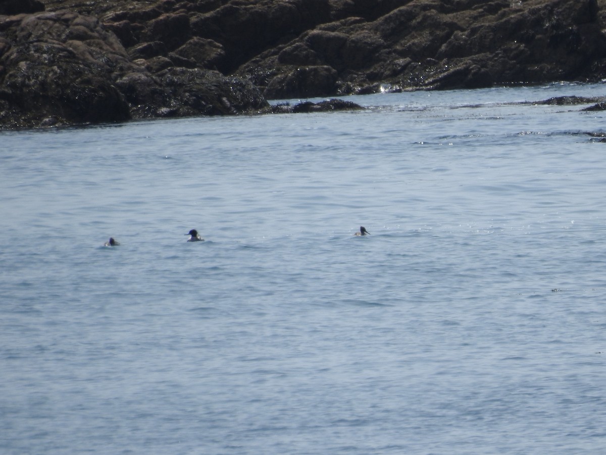 ウミアイサ - ML645451329