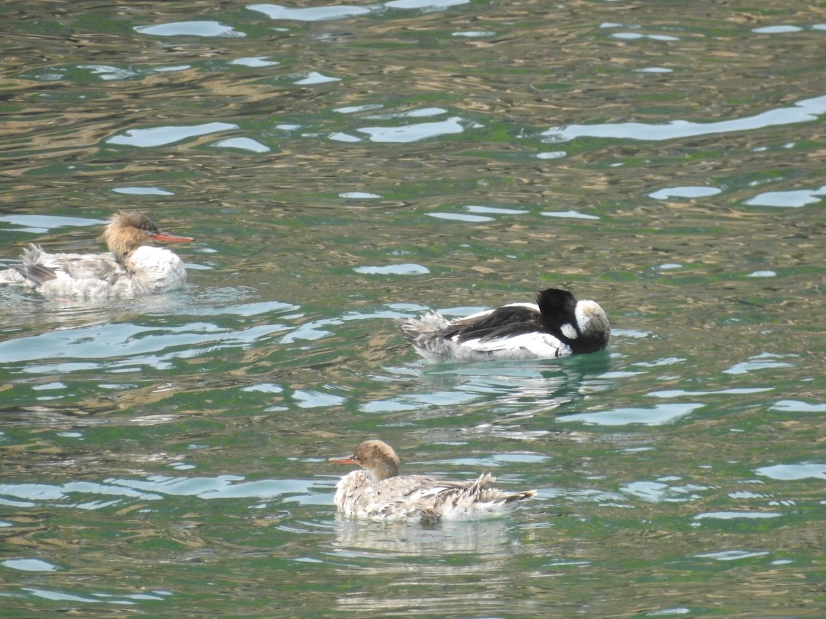 ウミアイサ - ML645451330