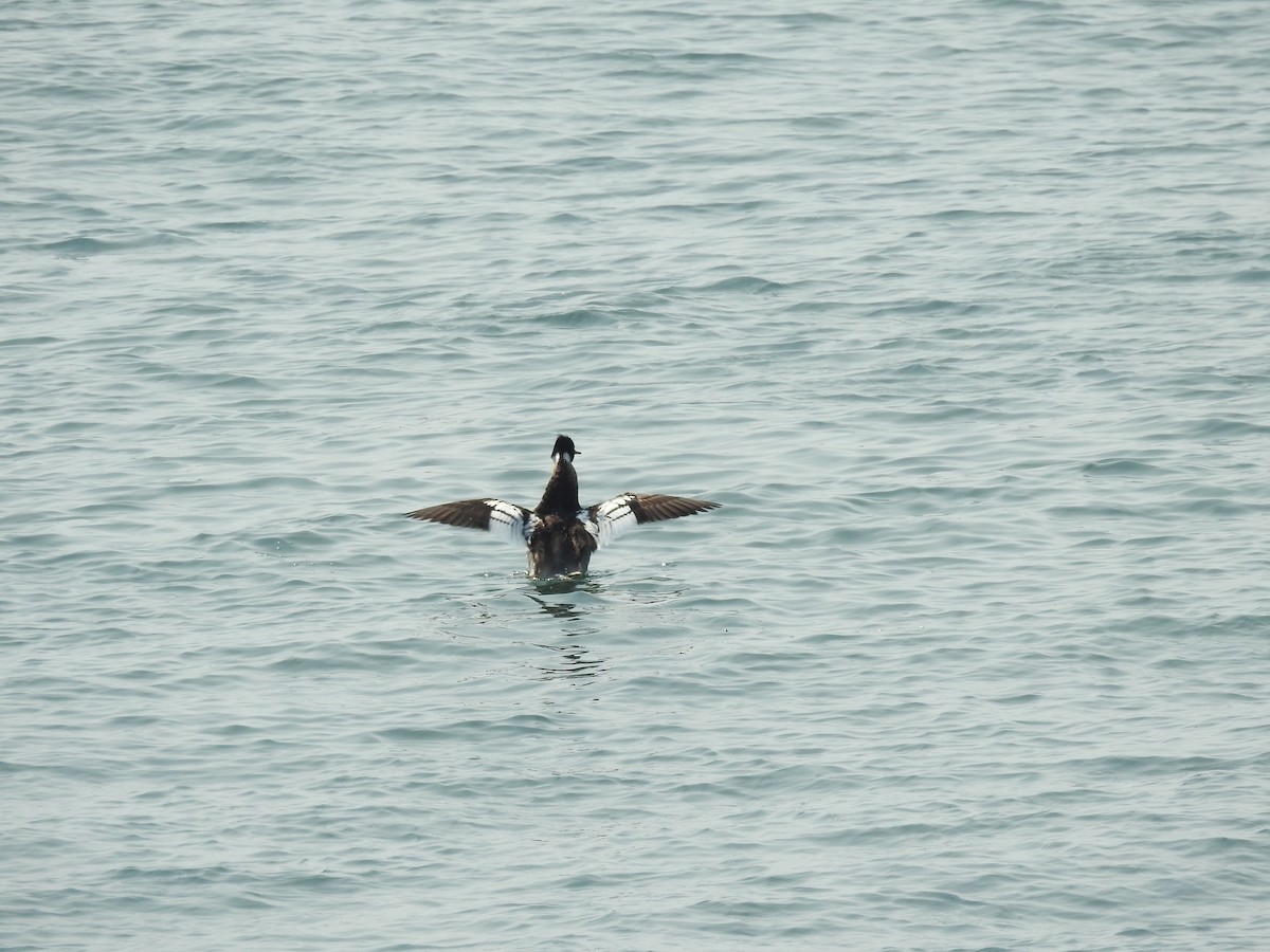 ウミアイサ - ML645451331