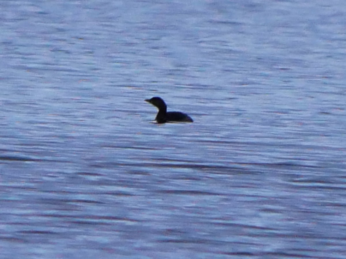 オビハシカイツブリ - ML645451332