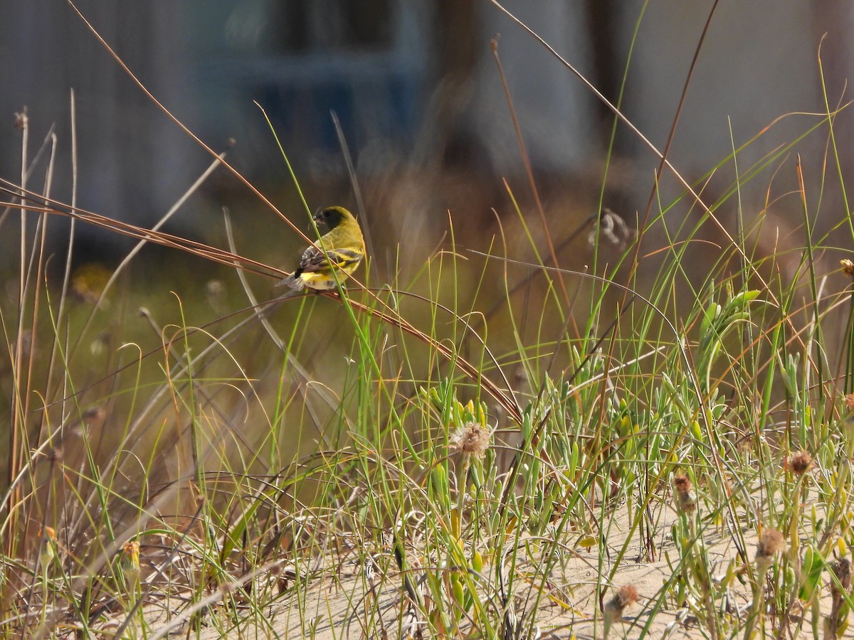 ズグロヒワ - ML645451334