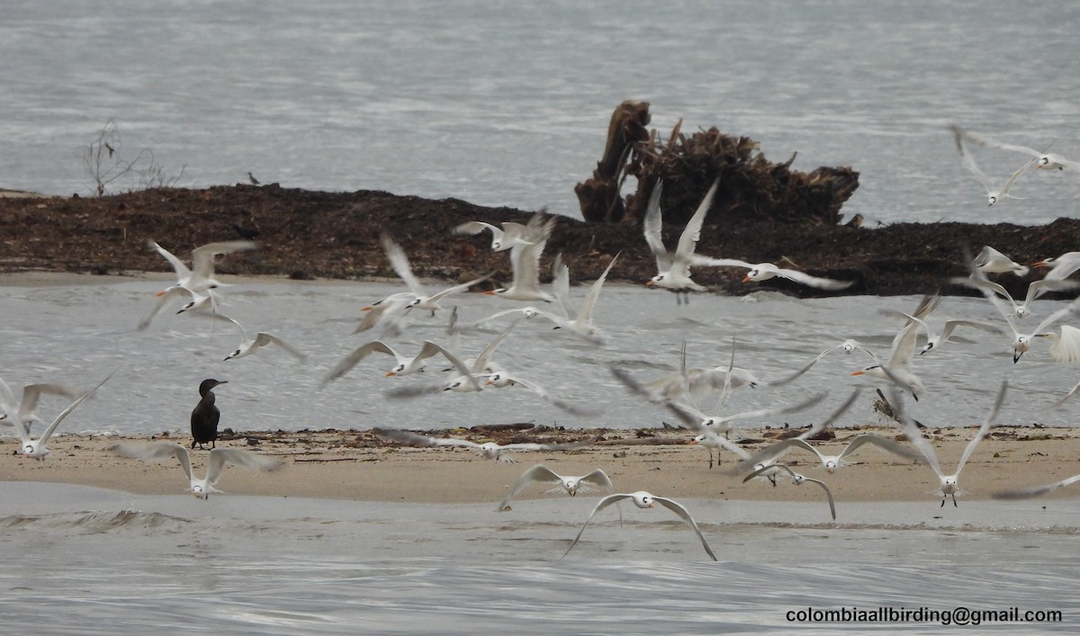 サンドイッチアジサシ - ML645451337