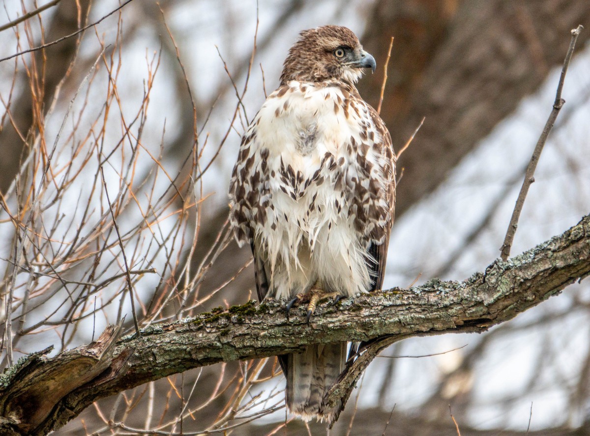 アカオノスリ - ML645451338