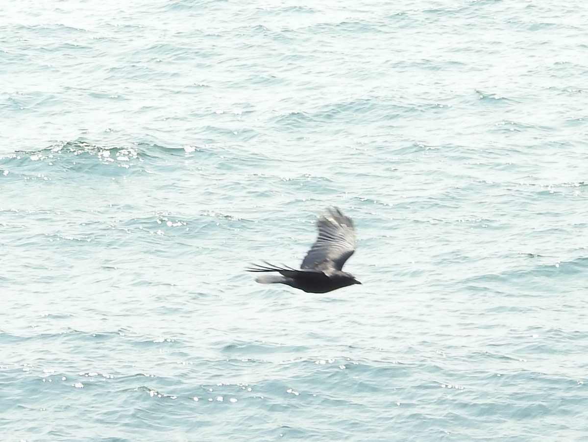 アメリカガラス - ML645451340