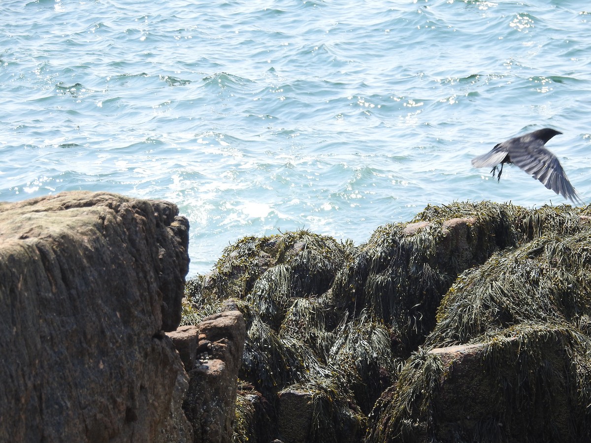 アメリカガラス - ML645451341