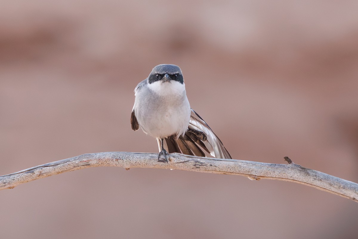 ヨーロッパオオモズ（elegans グループ） - ML645451342