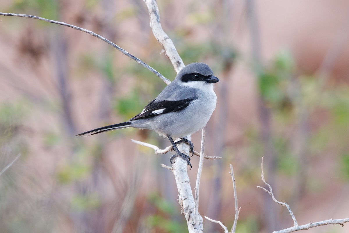 ヨーロッパオオモズ（elegans グループ） - ML645451343