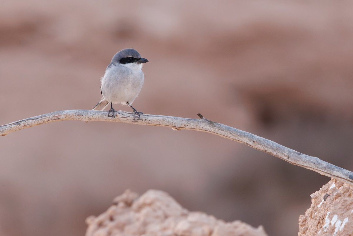 ヨーロッパオオモズ（elegans グループ） - ML645451344