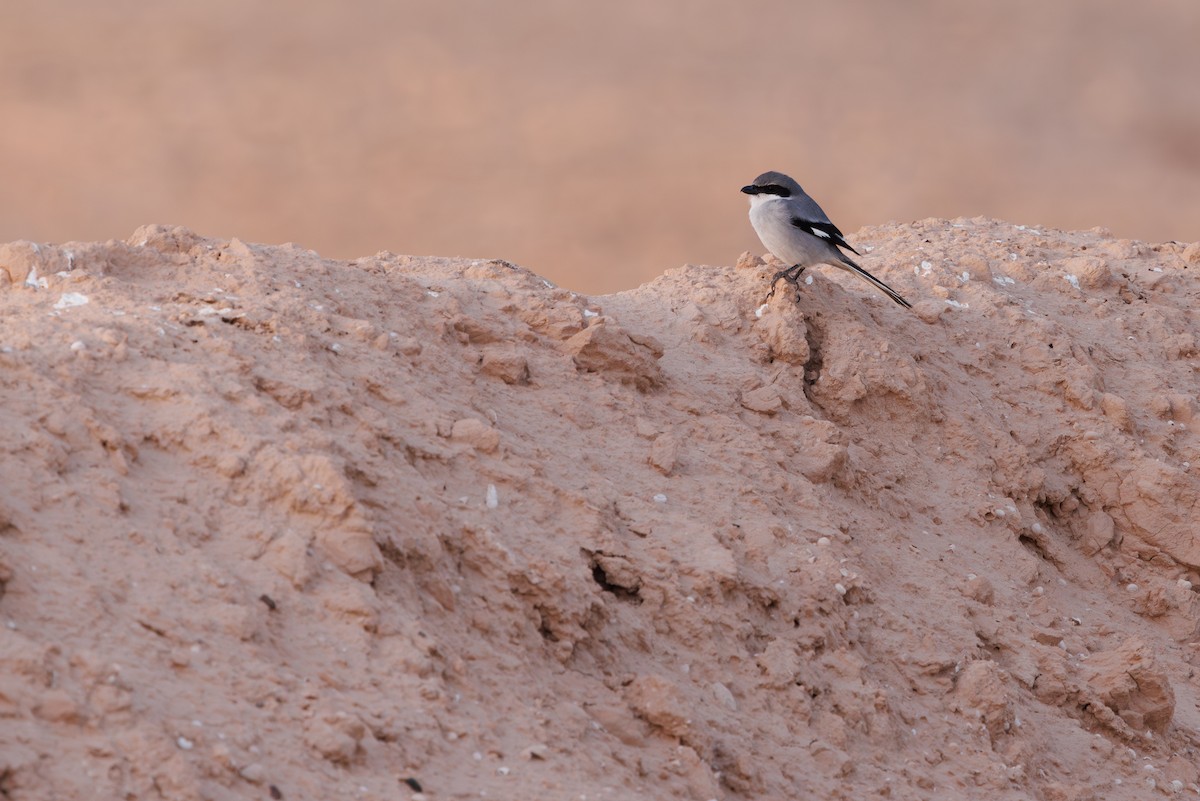 ヨーロッパオオモズ（elegans グループ） - ML645451345