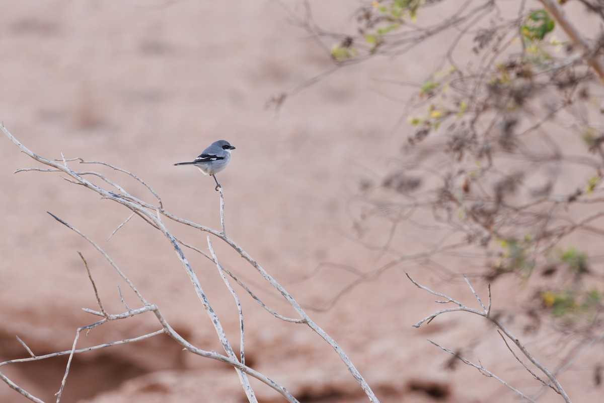 Great Gray Shrike (Sahara) - ML645451347
