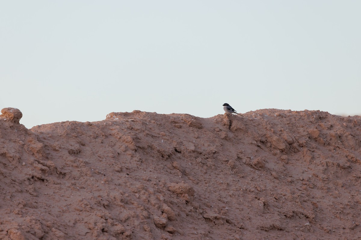 Great Gray Shrike (Sahara) - ML645451348