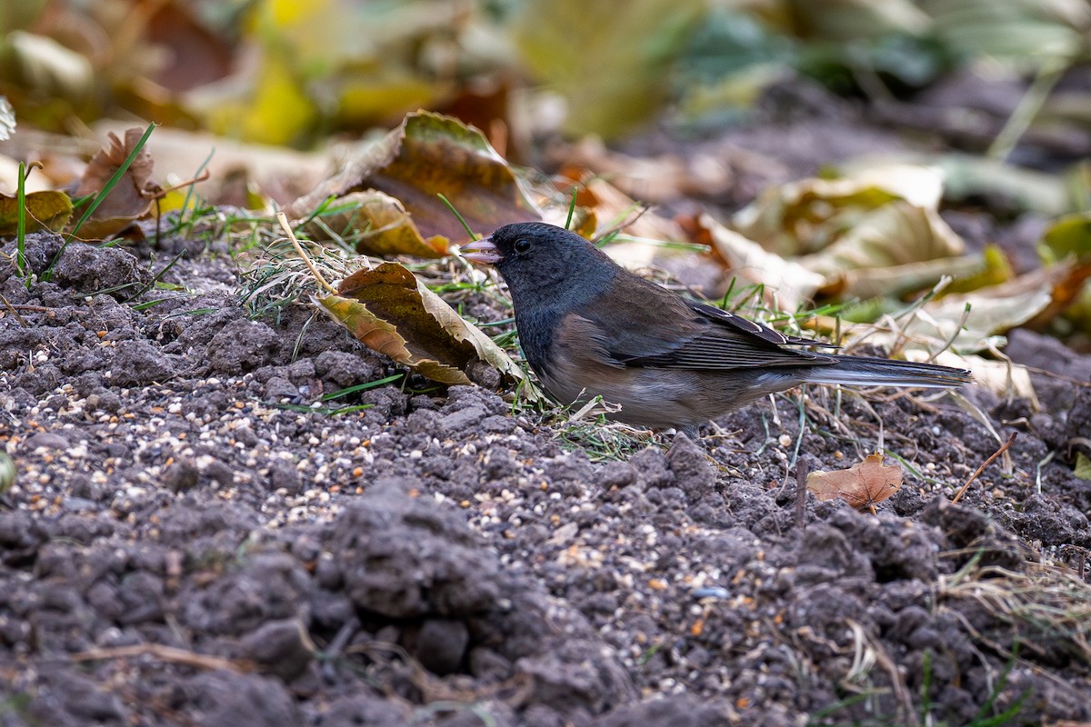 ユキヒメドリ - ML645451350