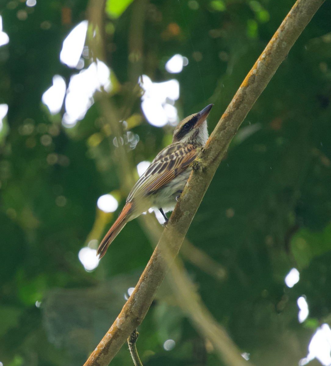 ブチタイランチョウ - ML645451357