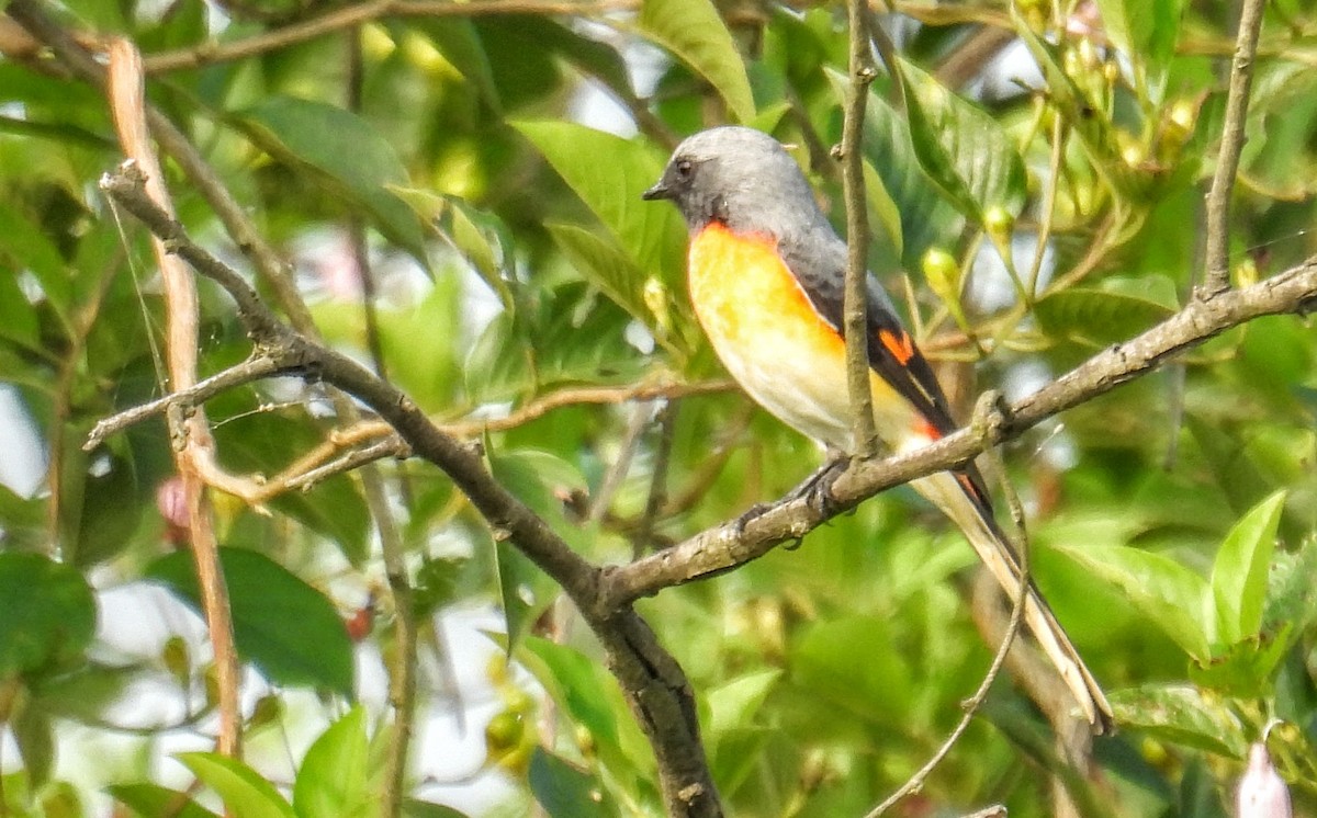 コサンショウクイ - ML645451358