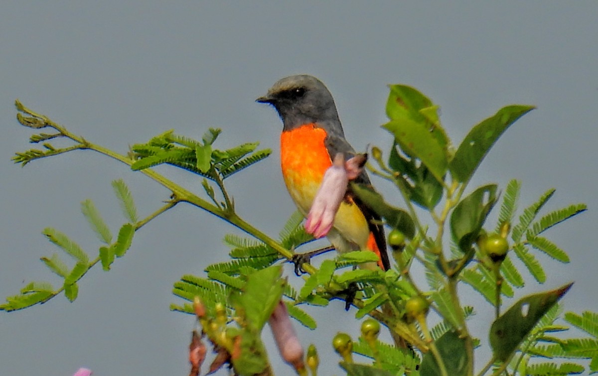 Small Minivet - ML645451359