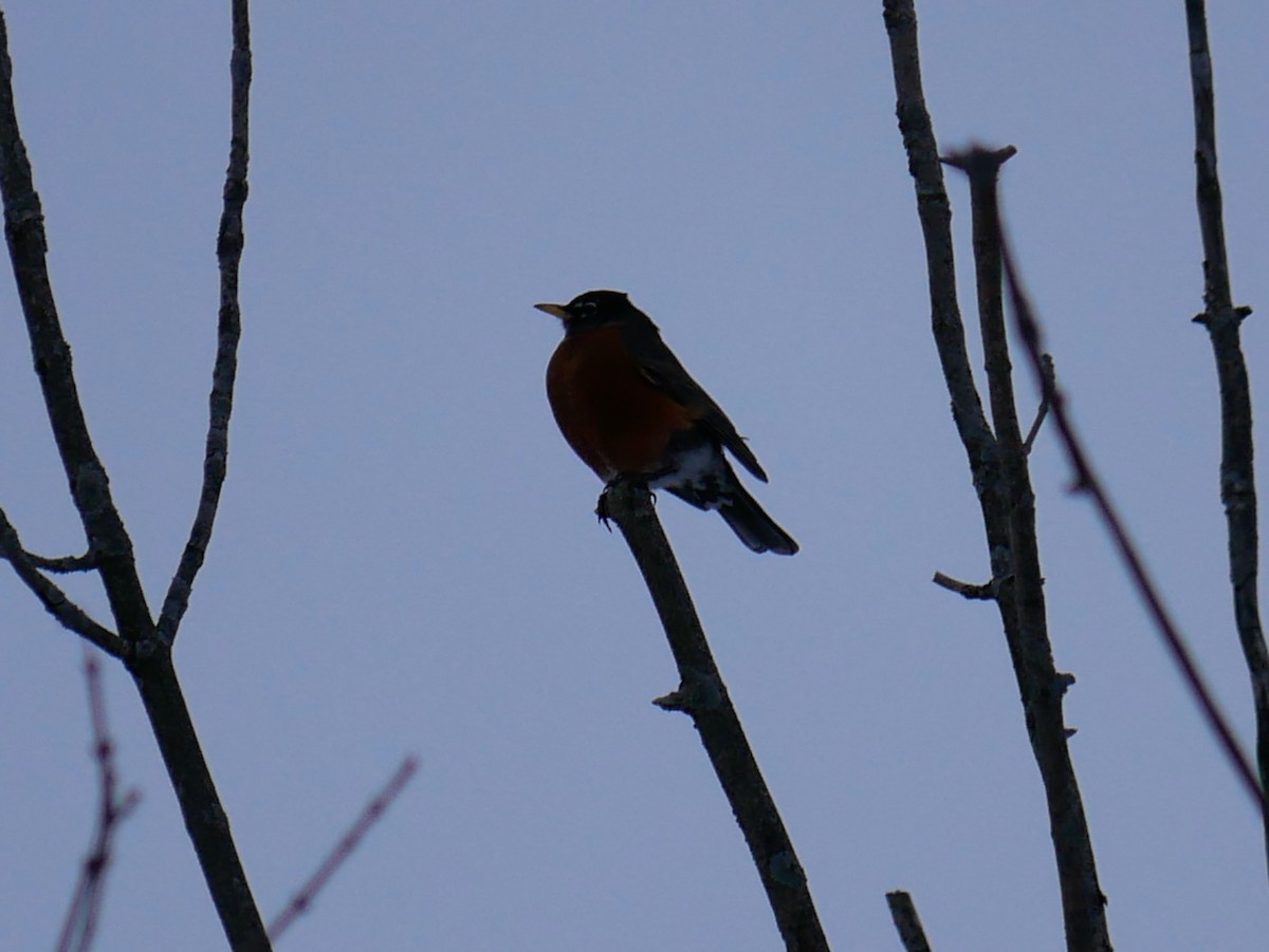 American Robin - ML645451362