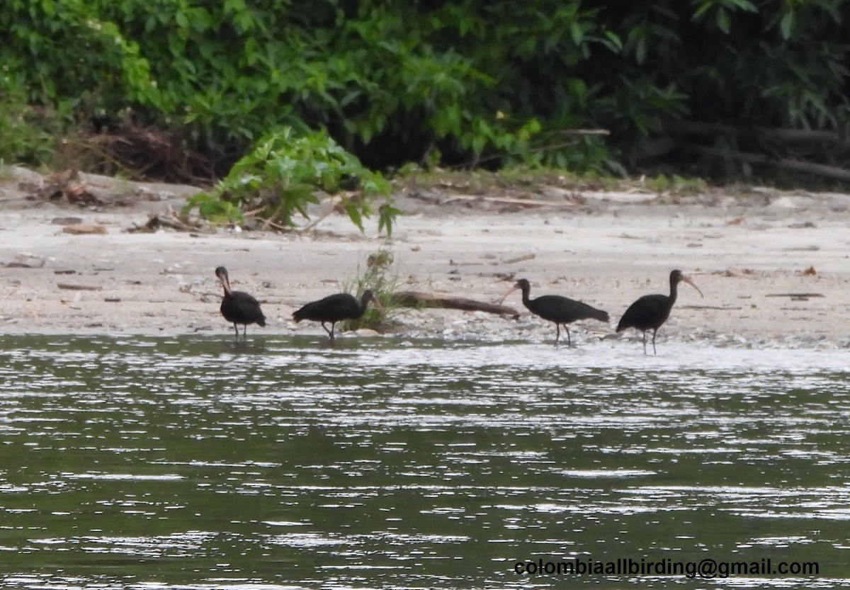 Bare-faced Ibis - ML645451372