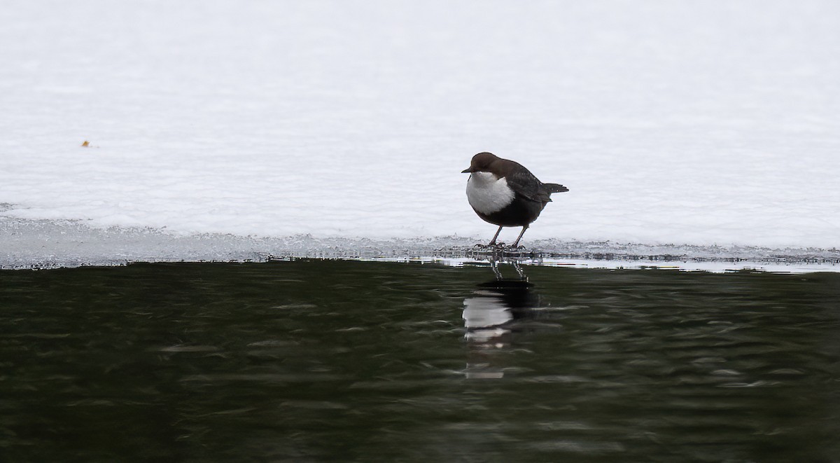 White-throated Dipper - ML645451373