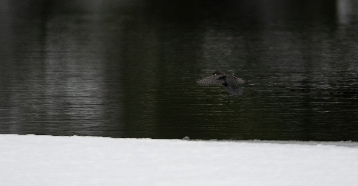 White-throated Dipper - ML645451377