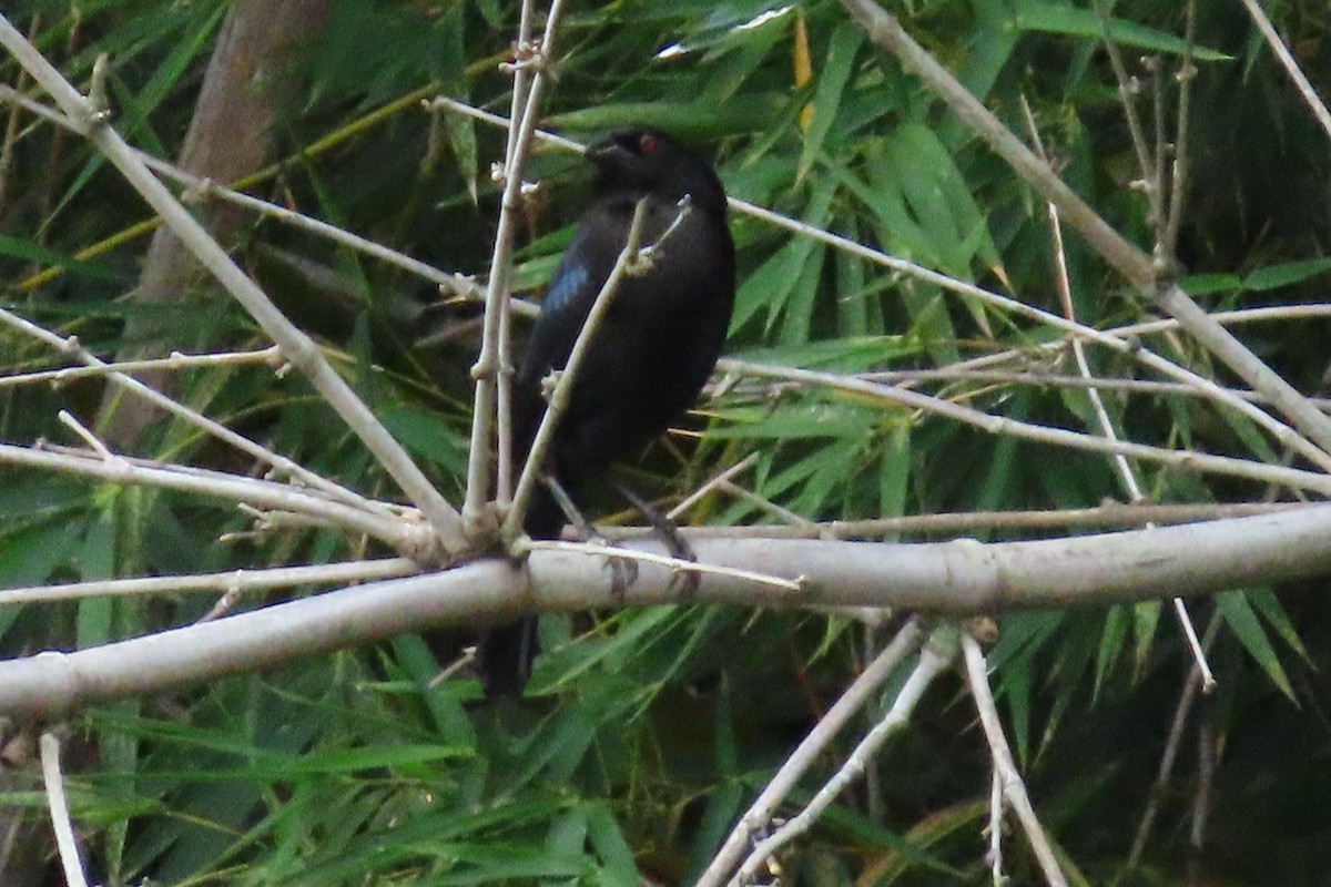 Bronzed Cowbird - ML645451378