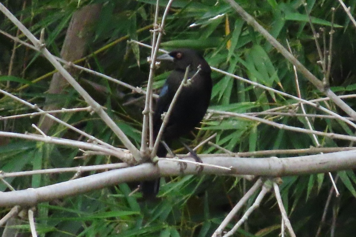 Bronzed Cowbird - ML645451379