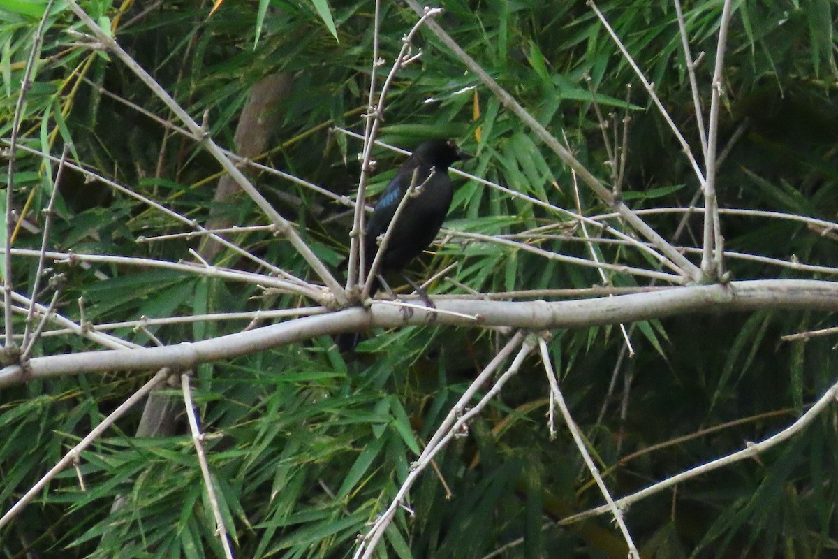 Bronzed Cowbird - ML645451380