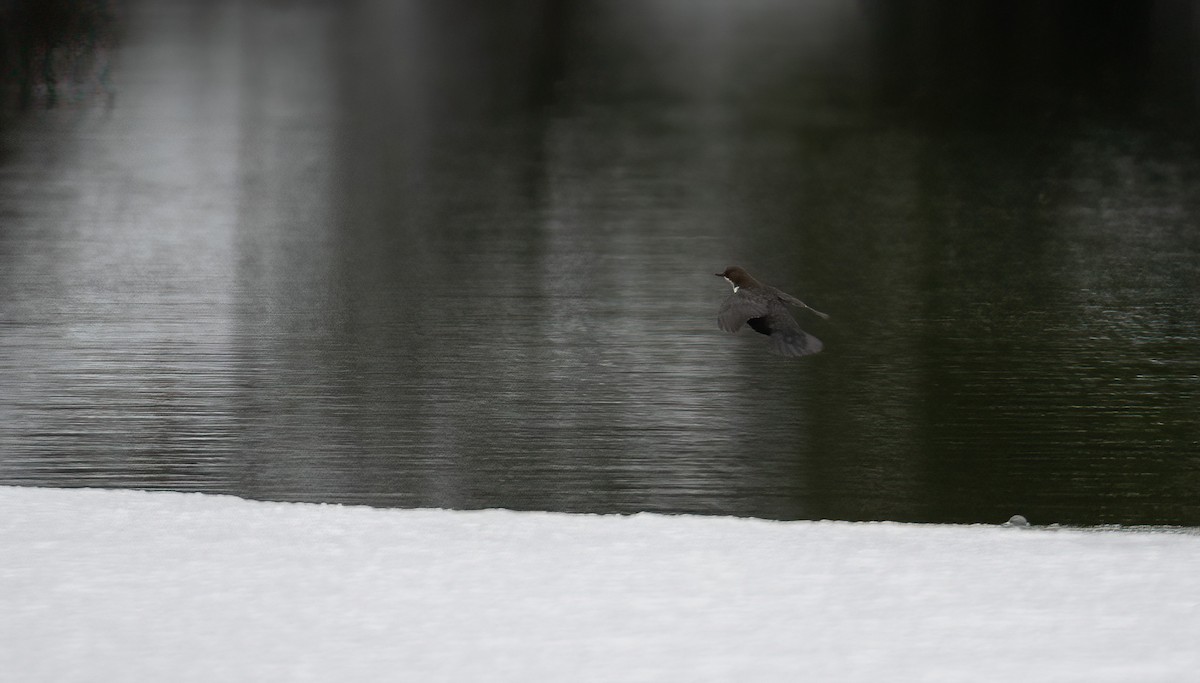 White-throated Dipper - ML645451382
