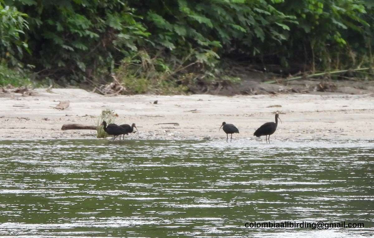 Bare-faced Ibis - ML645451384