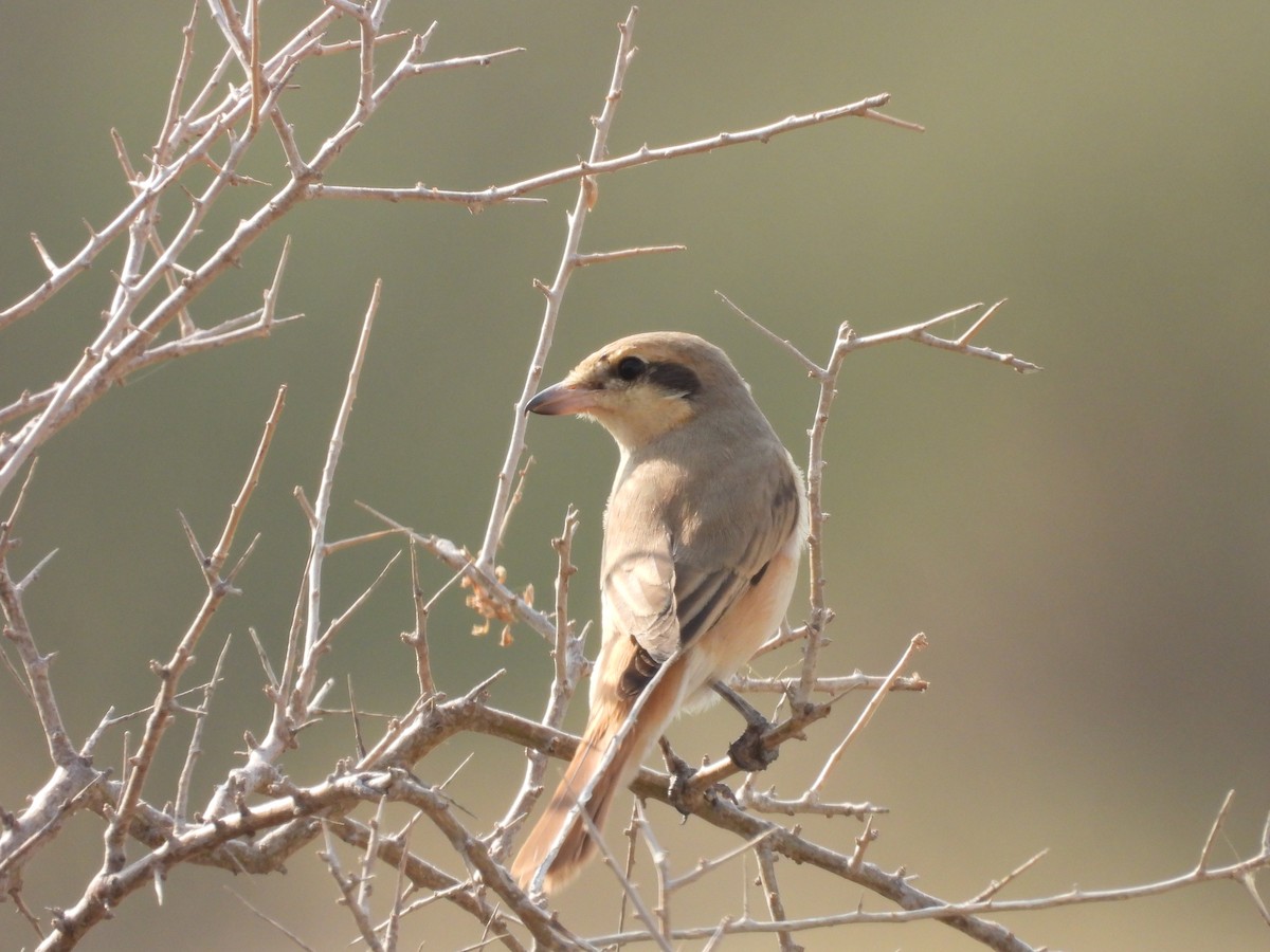 isabellavarsler - ML645451393