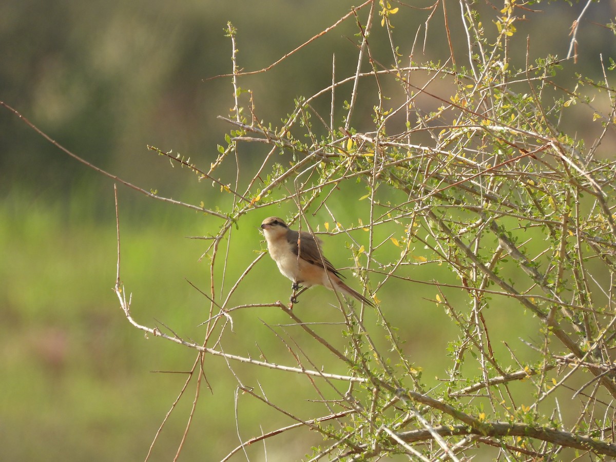 isabellavarsler - ML645451394