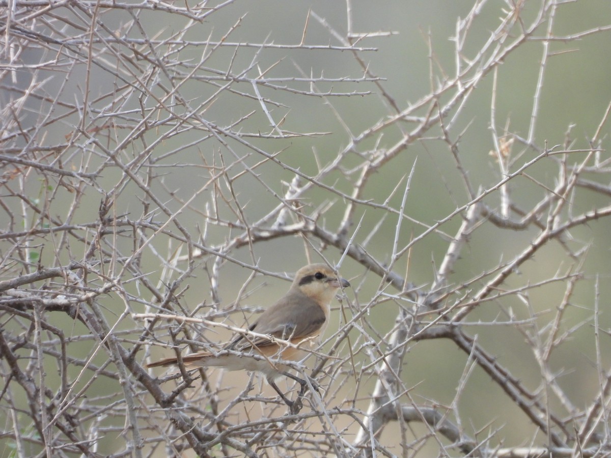 isabellavarsler - ML645451397