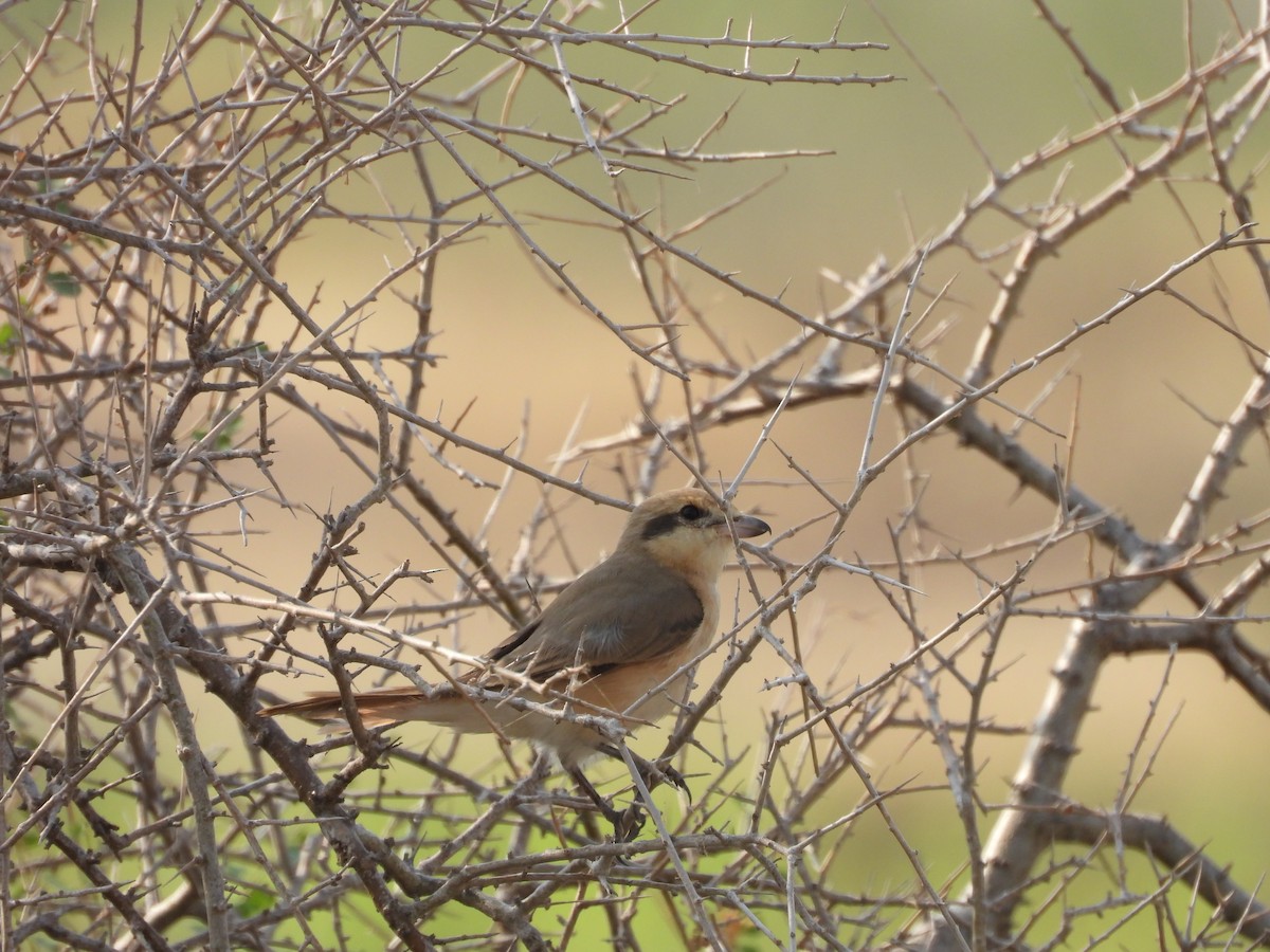 isabellavarsler - ML645451399