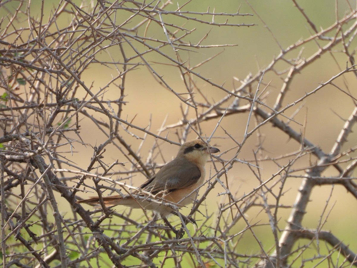 isabellavarsler - ML645451400