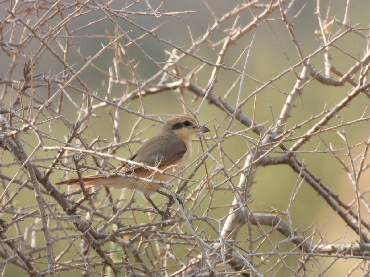 isabellavarsler - ML645451401