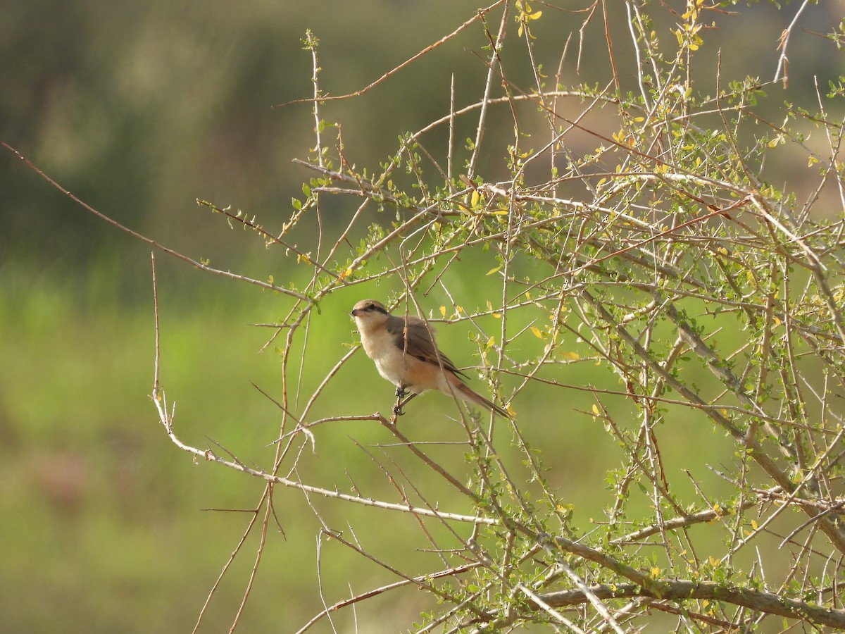 isabellavarsler - ML645451402