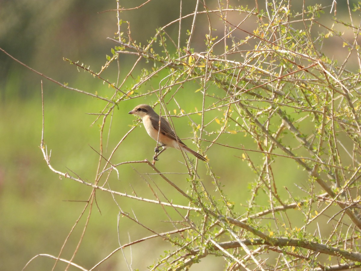 isabellavarsler - ML645451403