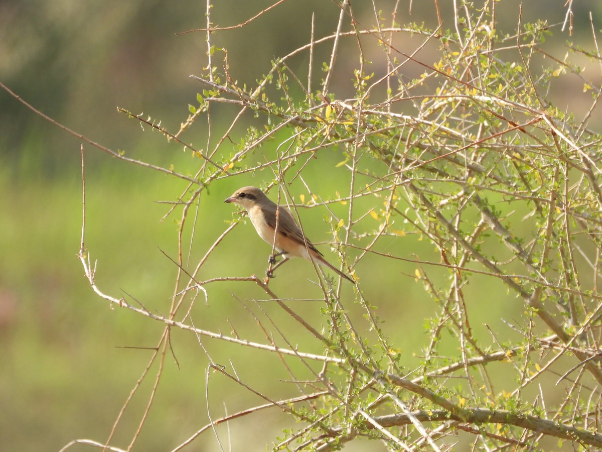 isabellavarsler - ML645451404