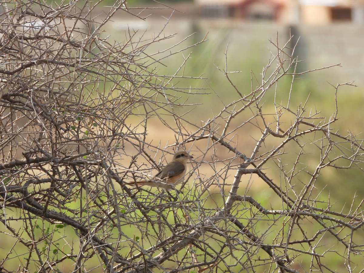 isabellavarsler - ML645451405