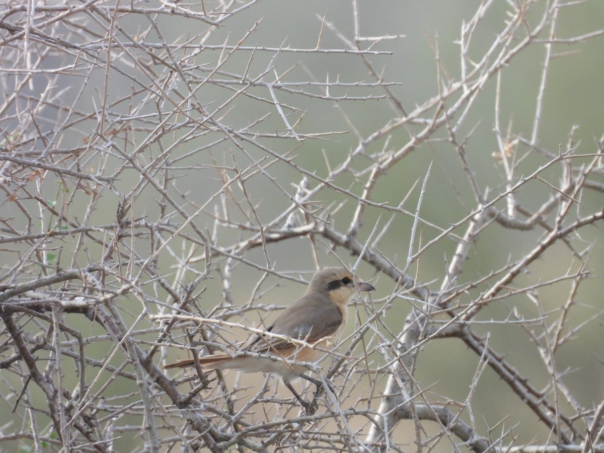 isabellavarsler - ML645451406