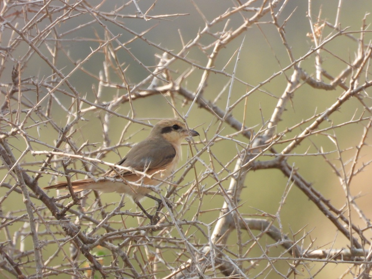 isabellavarsler - ML645451407