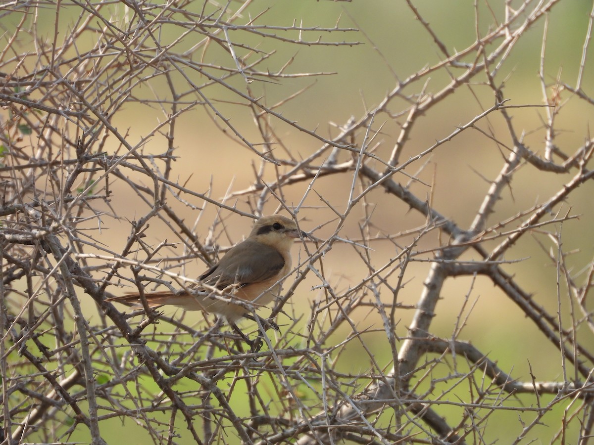 isabellavarsler - ML645451408