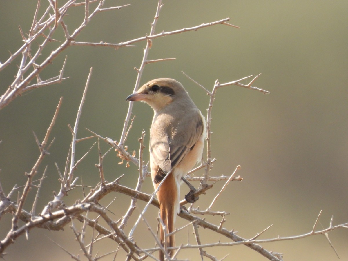 isabellavarsler - ML645451409