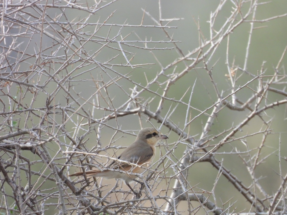 isabellavarsler - ML645451410