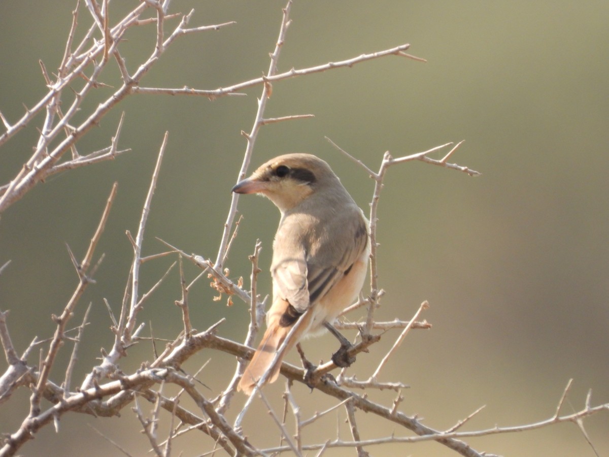 isabellavarsler - ML645451411