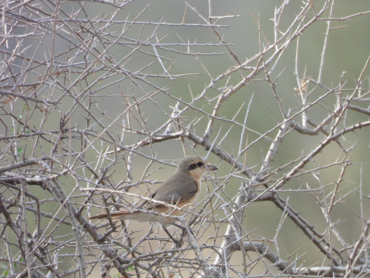 isabellavarsler - ML645451412