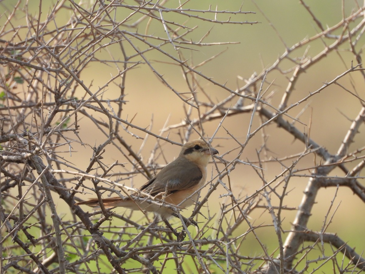 isabellavarsler - ML645451413