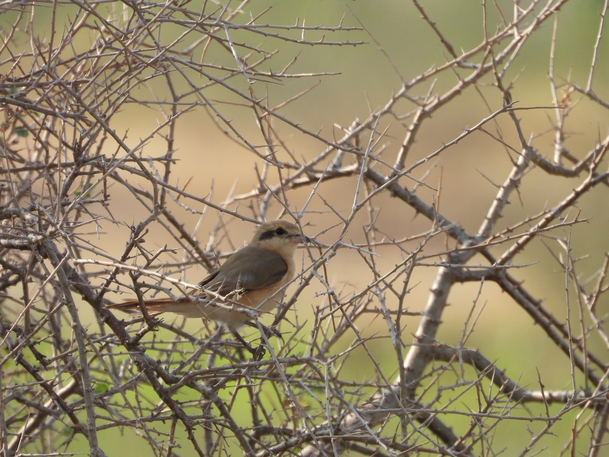 isabellavarsler - ML645451414